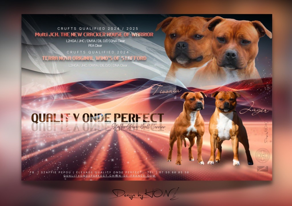 chiot Staffordshire Bull Terrier Quality Onde Perfect