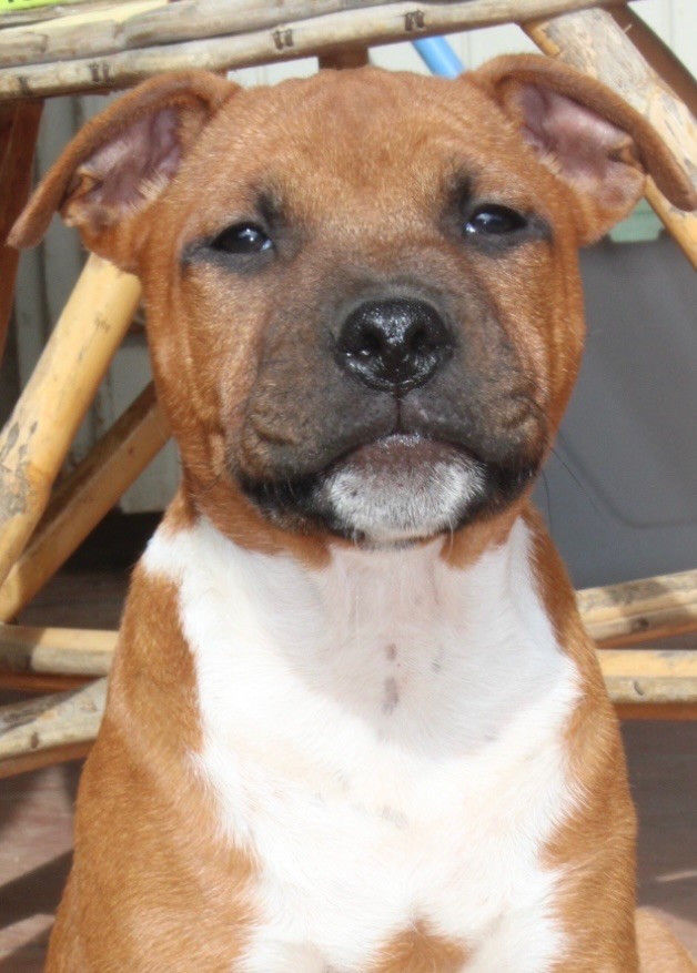 Quality Onde Perfect - Chiot disponible  - Staffordshire Bull Terrier
