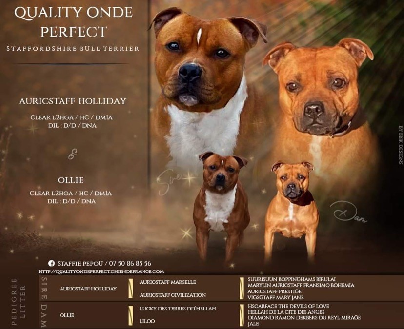 chiot Staffordshire Bull Terrier Quality Onde Perfect