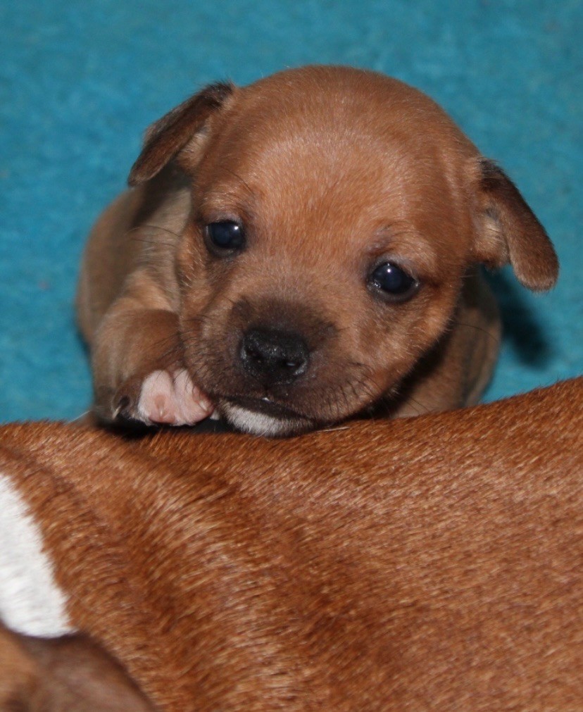 Quality Onde Perfect - Chiot disponible  - Staffordshire Bull Terrier