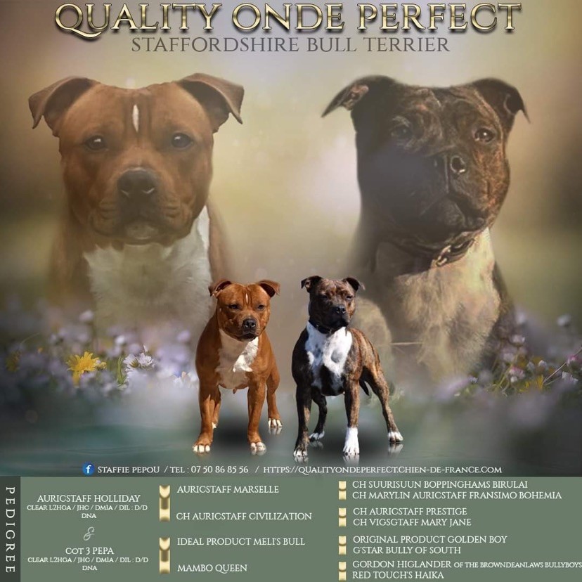 chiot Staffordshire Bull Terrier Quality Onde Perfect