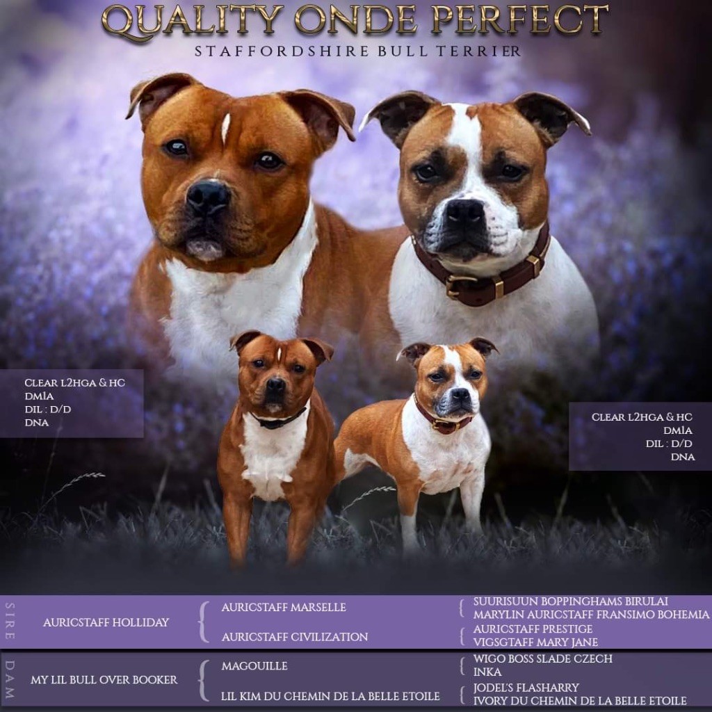 chiot Staffordshire Bull Terrier Quality Onde Perfect