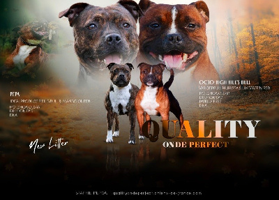 Quality Onde Perfect - Staffordshire Bull Terrier - Portée née le 29/10/2024