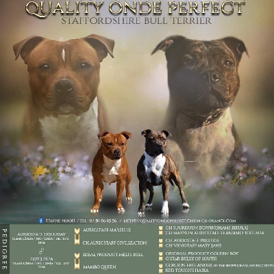 Quality Onde Perfect - Staffordshire Bull Terrier - Portée née le 09/08/2022