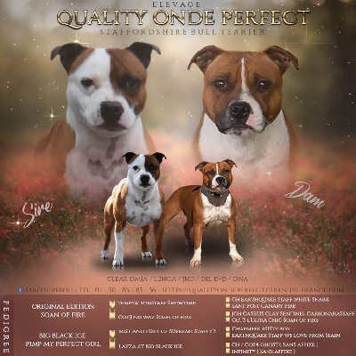 Quality Onde Perfect - Staffordshire Bull Terrier - Portée née le 26/07/2022