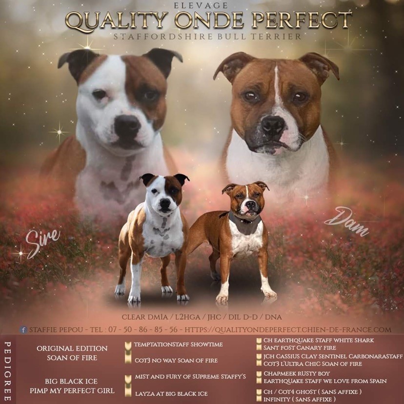 chiot Staffordshire Bull Terrier Quality Onde Perfect