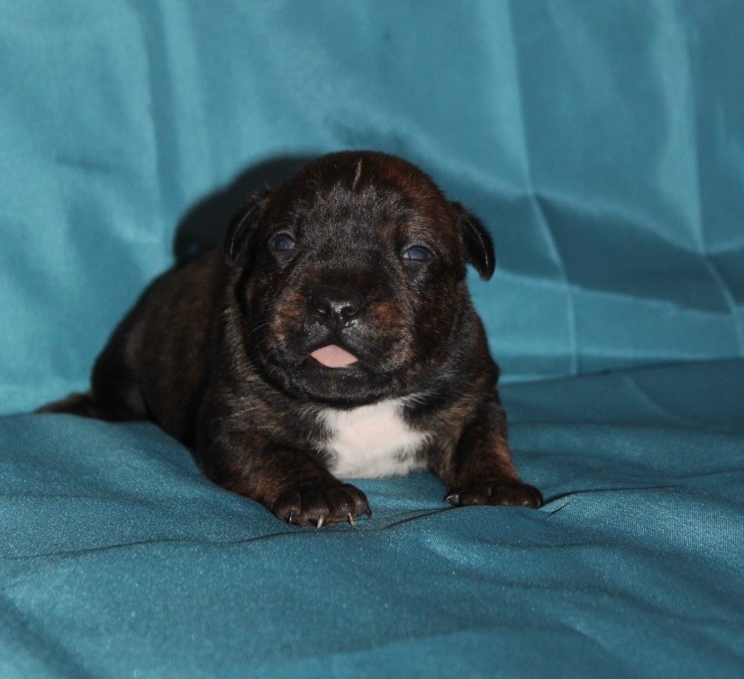 Quality Onde Perfect - Chiot disponible  - Staffordshire Bull Terrier