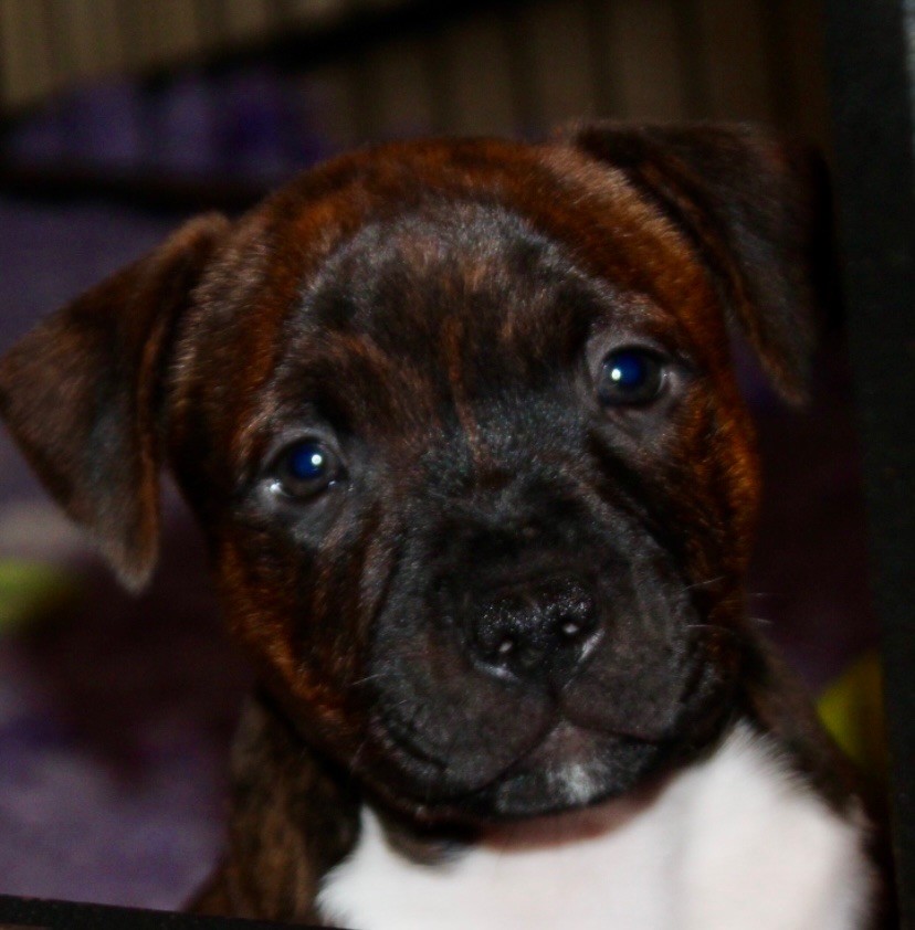 Quality Onde Perfect - Chiot disponible  - Staffordshire Bull Terrier