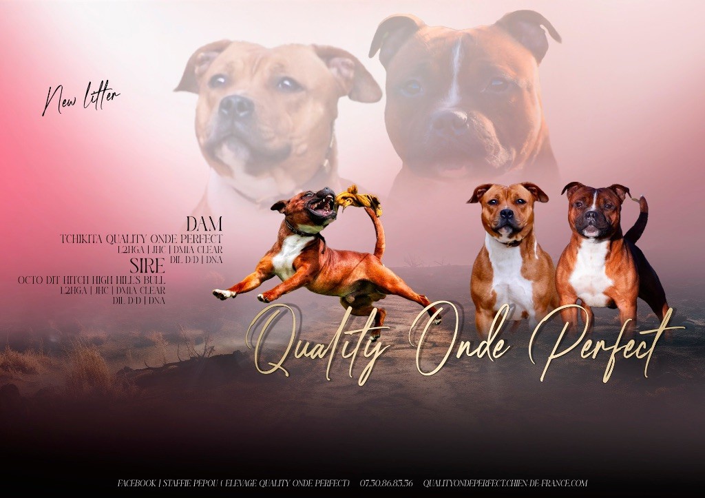 Quality Onde Perfect - Staffordshire Bull Terrier - Portée née le 31/05/2025