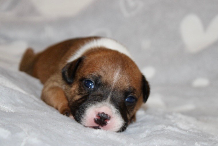 Quality Onde Perfect - Chiots disponibles - Staffordshire Bull Terrier