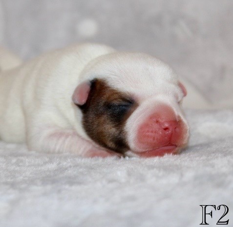Quality Onde Perfect - Chiots disponibles - Staffordshire Bull Terrier