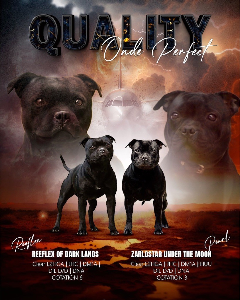 Chiot Staffordshire Bull Terrier Quality Onde Perfect