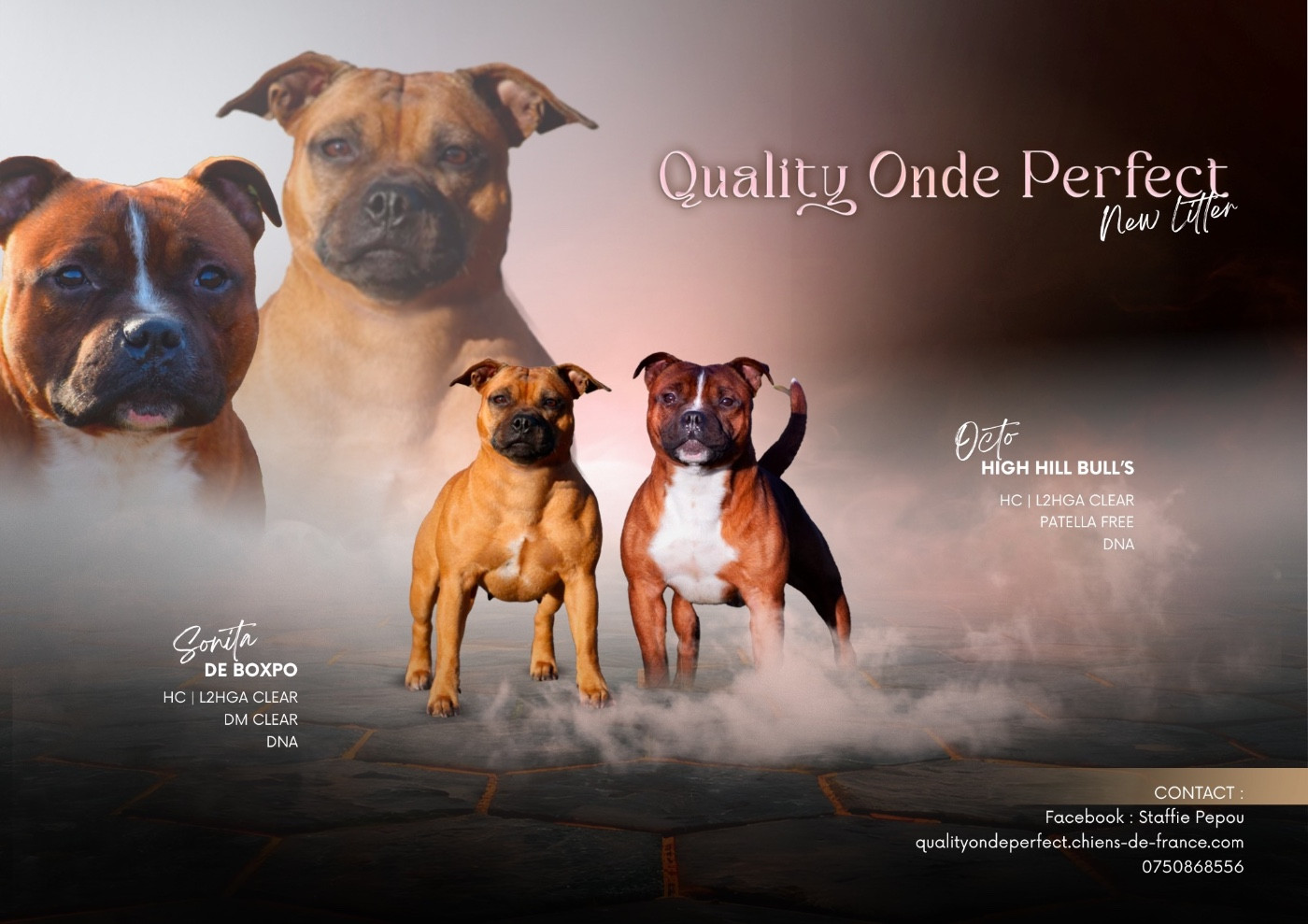 Chiot Staffordshire Bull Terrier Quality Onde Perfect
