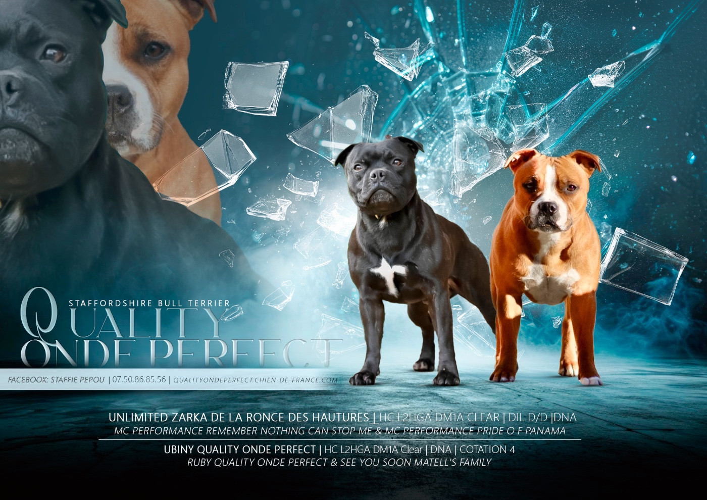 Chiot Staffordshire Bull Terrier Quality Onde Perfect