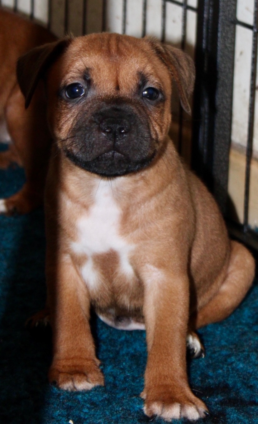 Quality Onde Perfect - Chiots disponibles - Staffordshire Bull Terrier