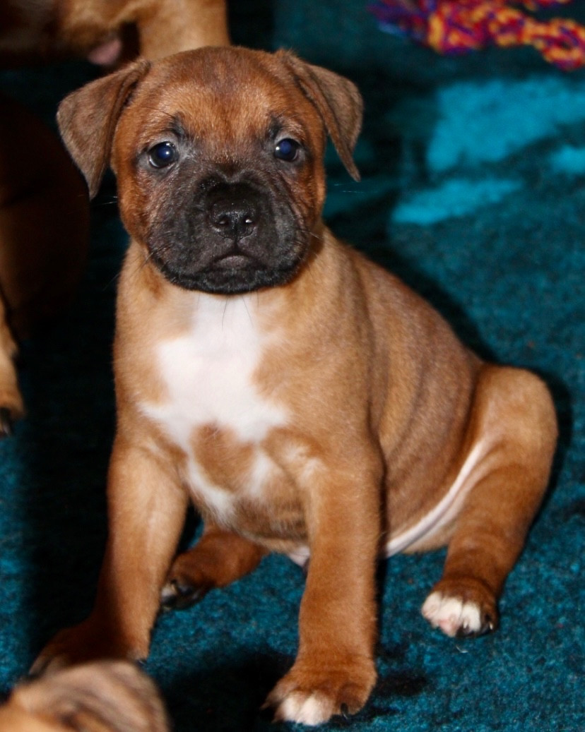 Quality Onde Perfect - Chiots disponibles - Staffordshire Bull Terrier