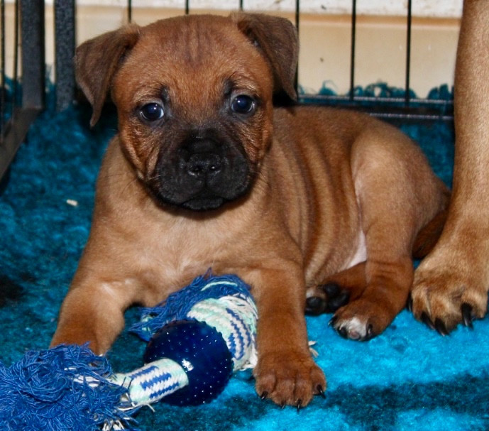 Quality Onde Perfect - Chiots disponibles - Staffordshire Bull Terrier