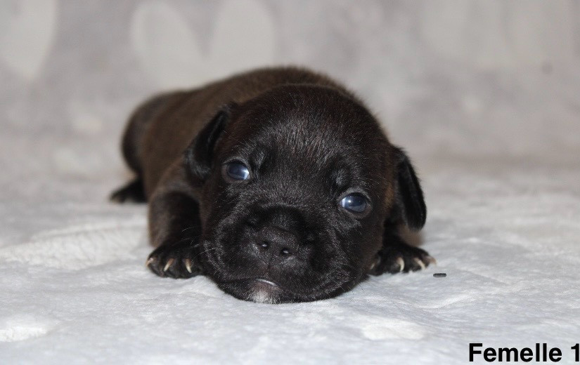 Quality Onde Perfect - Chiots disponibles - Staffordshire Bull Terrier