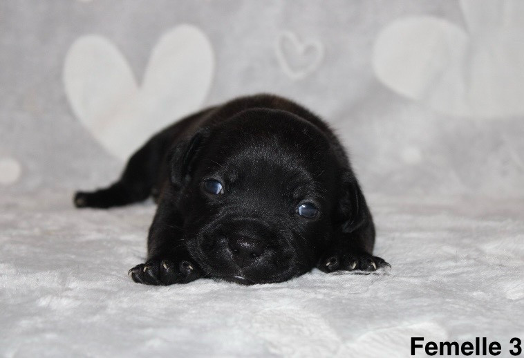 Quality Onde Perfect - Chiots disponibles - Staffordshire Bull Terrier