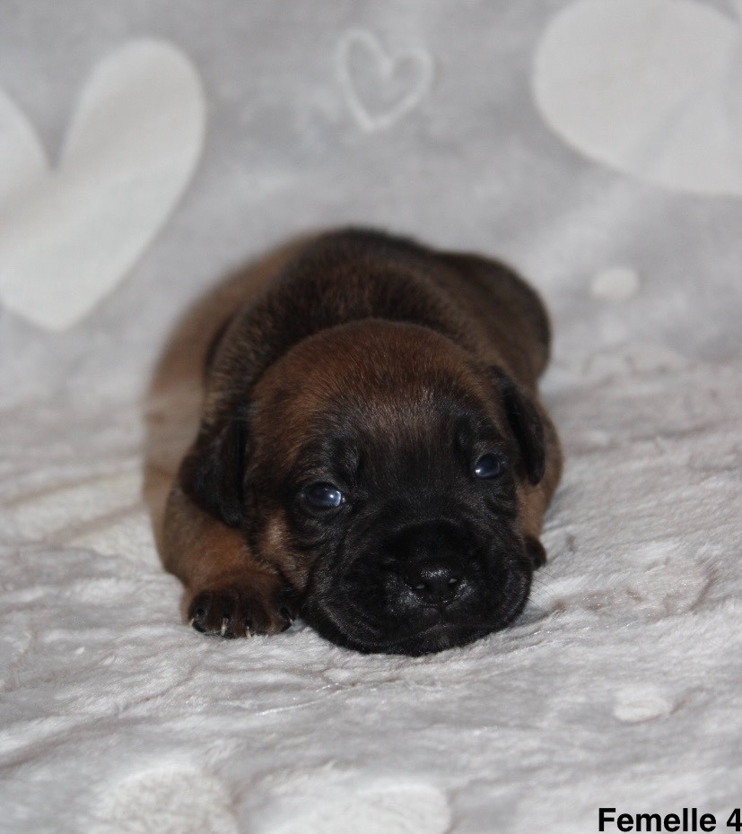 Quality Onde Perfect - Chiots disponibles - Staffordshire Bull Terrier