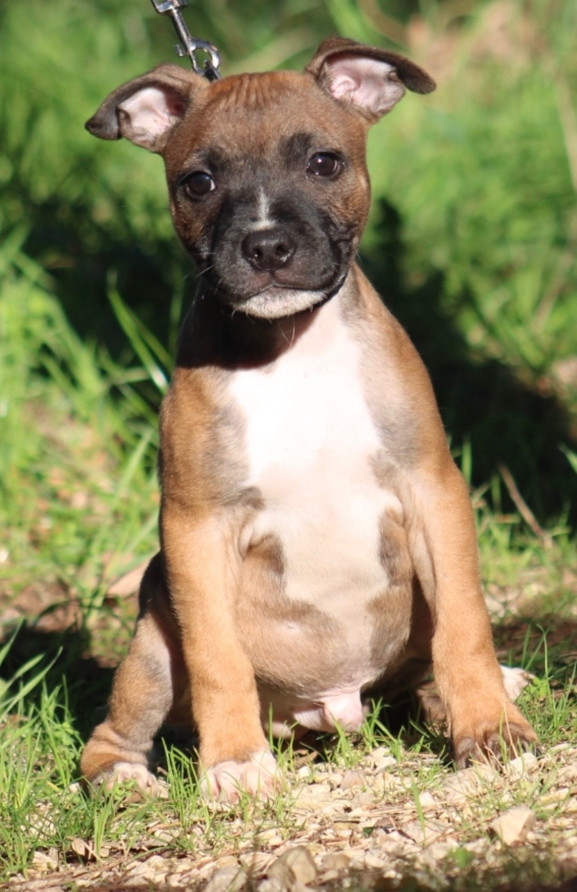Quality Onde Perfect - Chiots disponibles - Staffordshire Bull Terrier