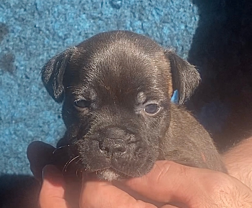 Quality Onde Perfect - Chiots disponibles - Staffordshire Bull Terrier