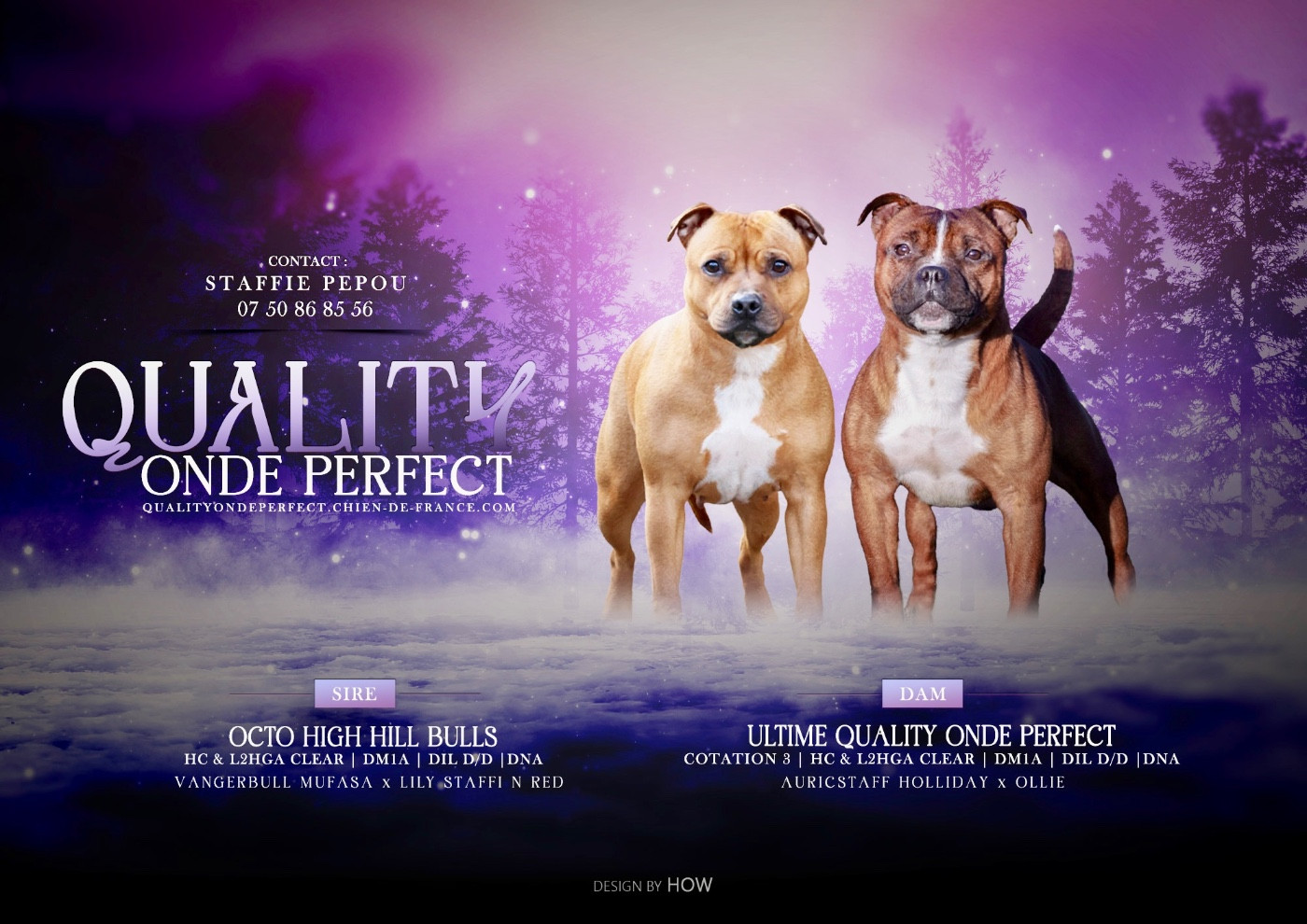 Quality Onde Perfect - Staffordshire Bull Terrier - Portée née le 04/03/2026
