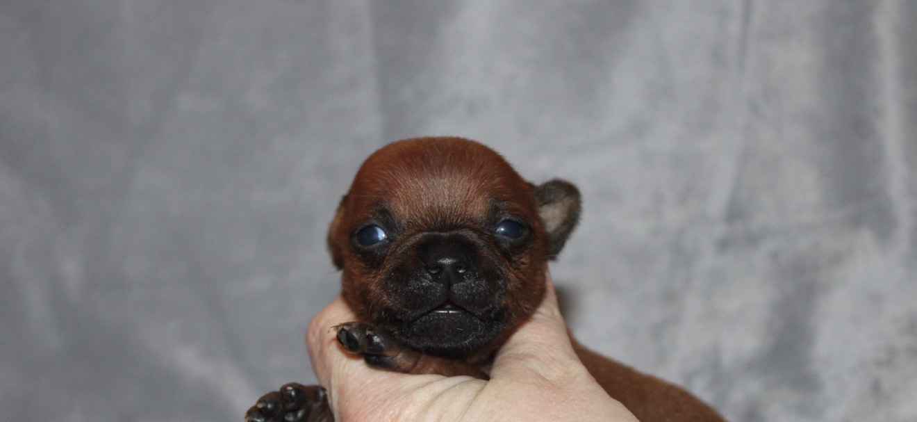 Quality Onde Perfect - Chiots disponibles - Staffordshire Bull Terrier