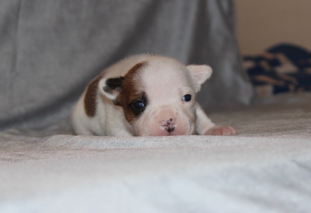 Quality Onde Perfect - Chiots disponibles - Staffordshire Bull Terrier