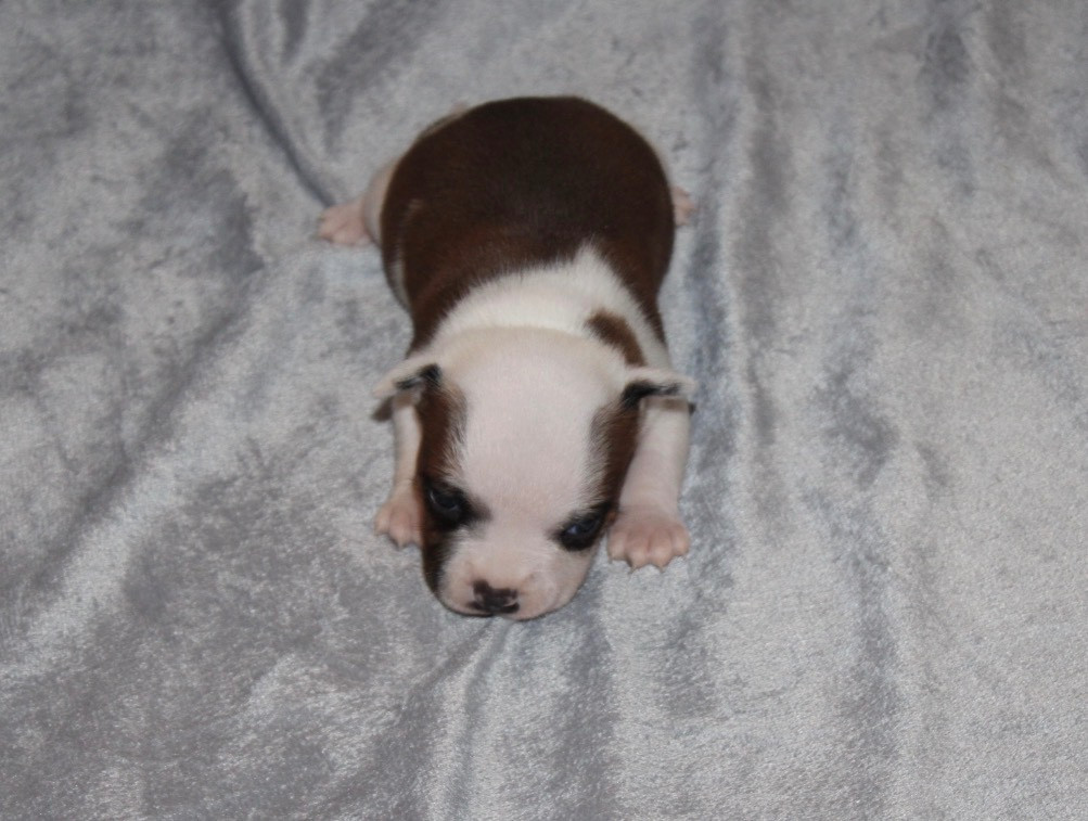 Quality Onde Perfect - Chiots disponibles - Staffordshire Bull Terrier