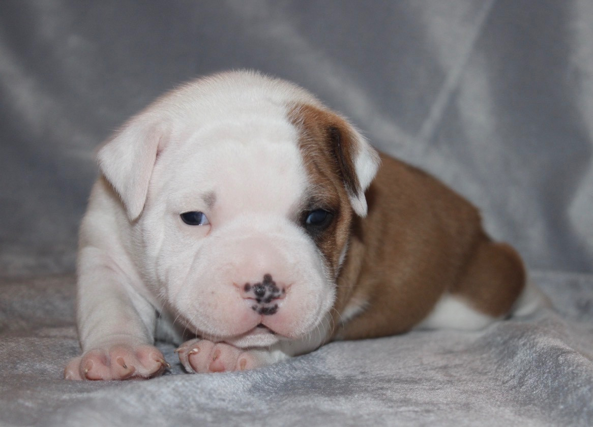 Quality Onde Perfect - Chiots disponibles - Staffordshire Bull Terrier