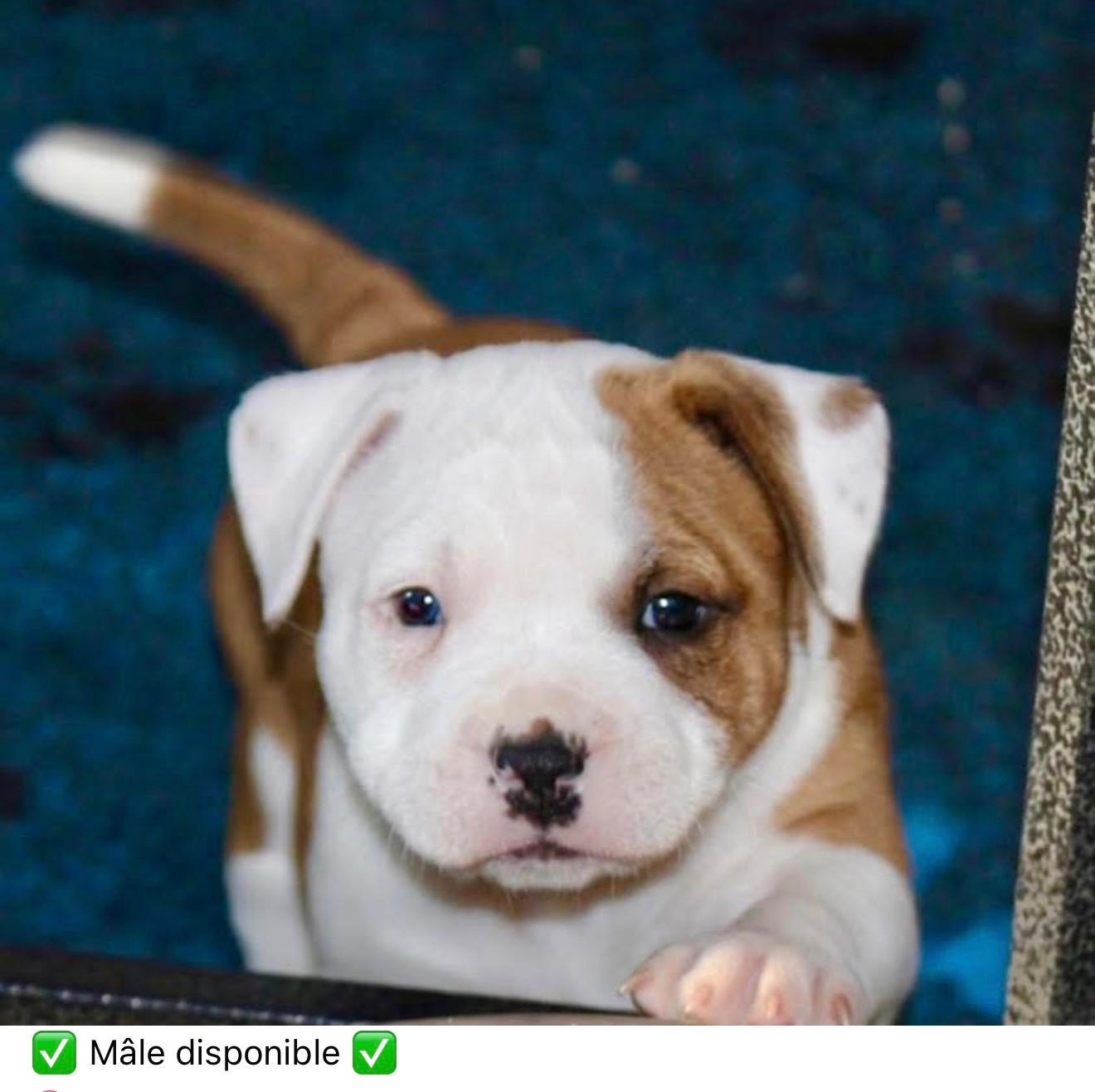 Quality Onde Perfect - Chiots disponibles - Staffordshire Bull Terrier