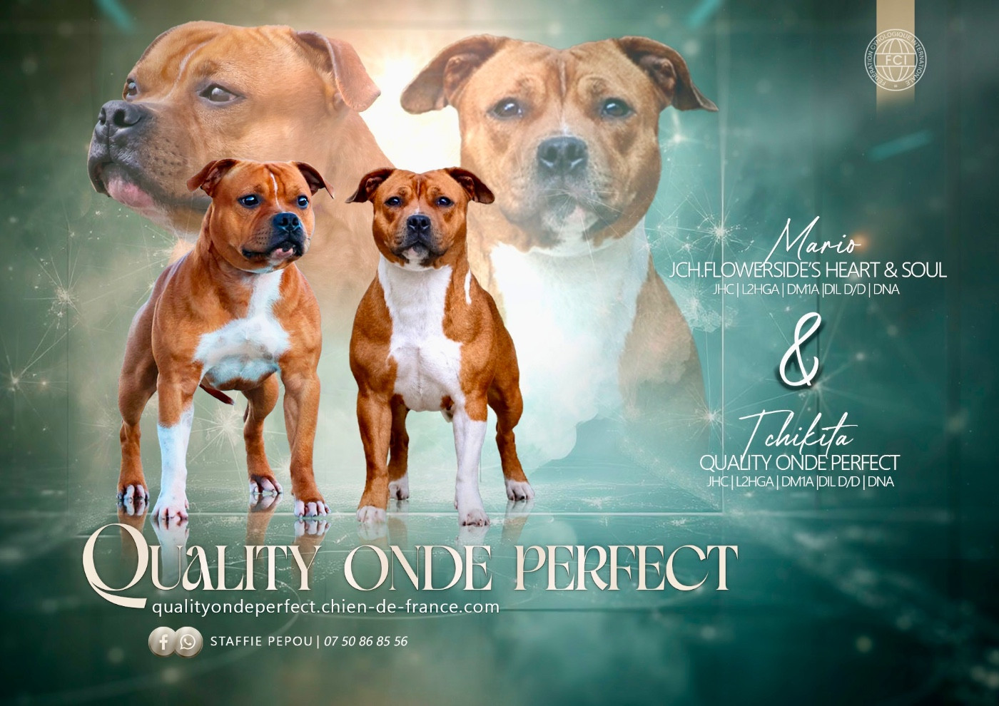 Chiot Staffordshire Bull Terrier Quality Onde Perfect
