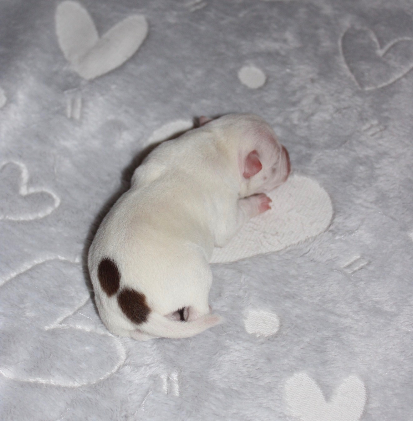 Quality Onde Perfect - Chiots disponibles - Staffordshire Bull Terrier
