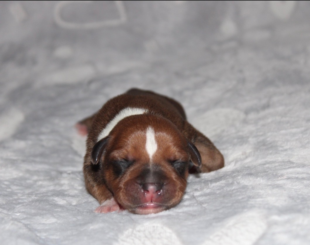 Quality Onde Perfect - Chiots disponibles - Staffordshire Bull Terrier