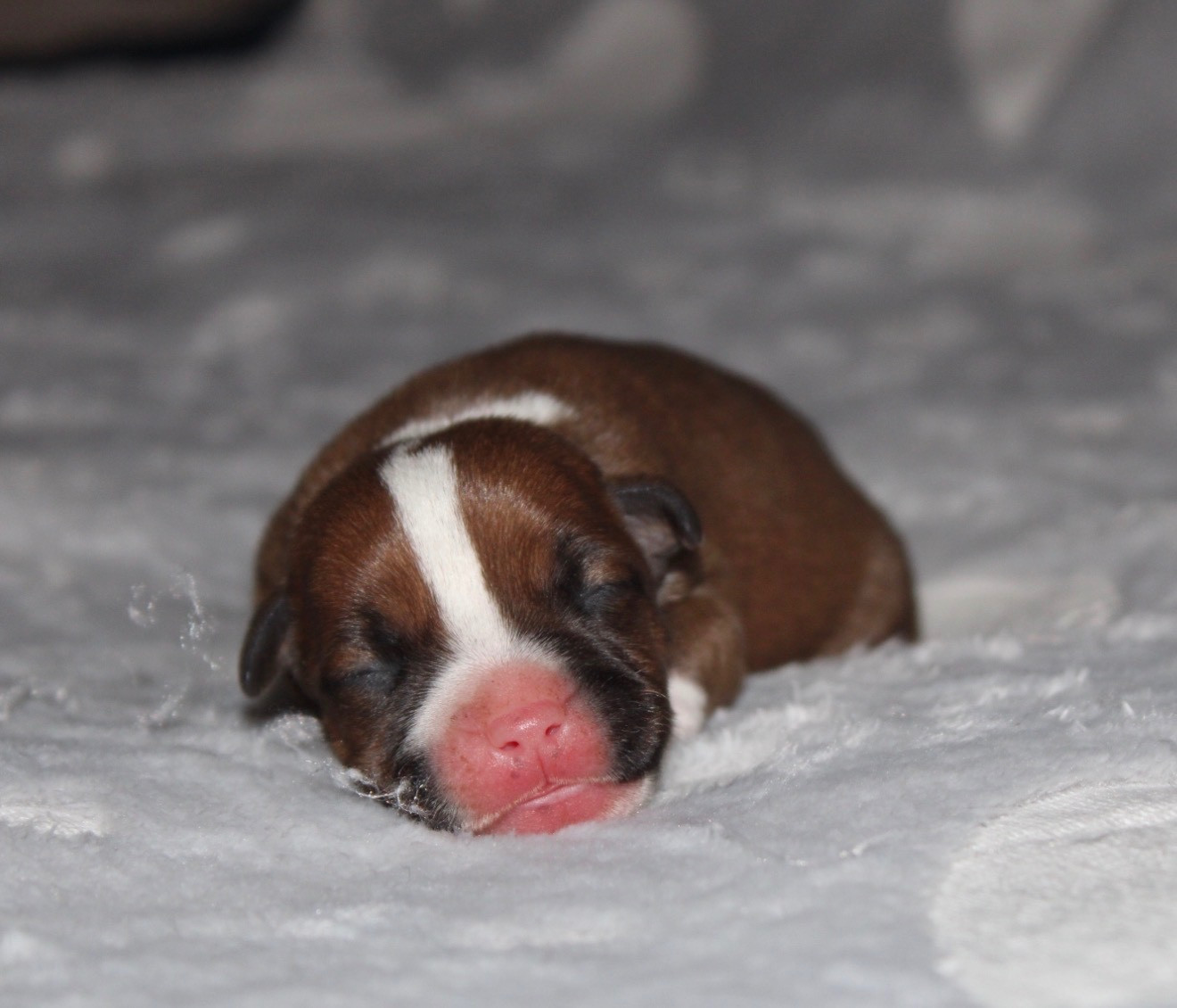 Quality Onde Perfect - Chiots disponibles - Staffordshire Bull Terrier