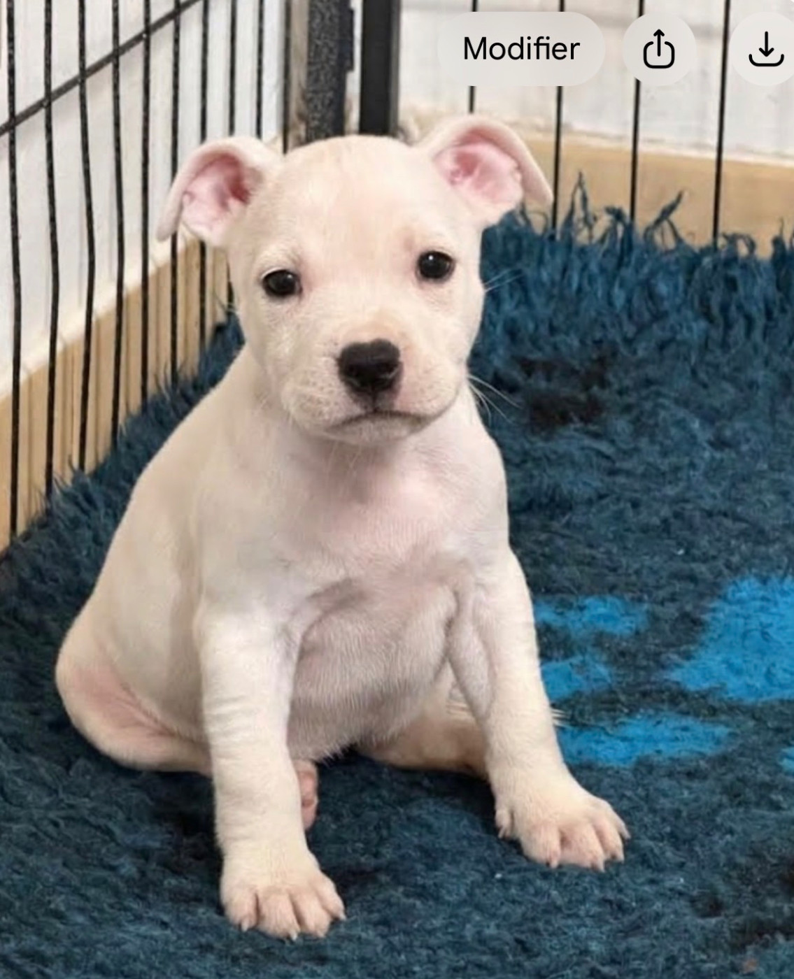 Quality Onde Perfect - Chiots disponibles - Staffordshire Bull Terrier