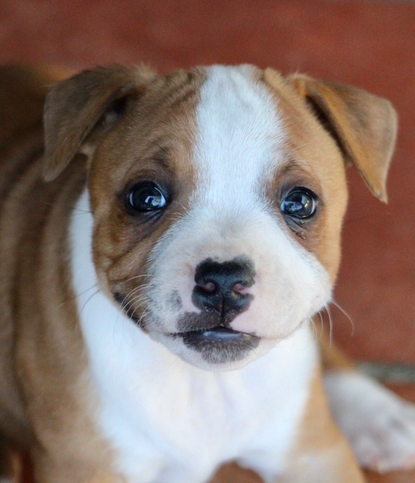 Quality Onde Perfect - Chiots disponibles - Staffordshire Bull Terrier