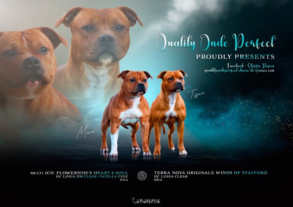 Quality Onde Perfect - Staffordshire Bull Terrier - Portée née le 02/09/2025