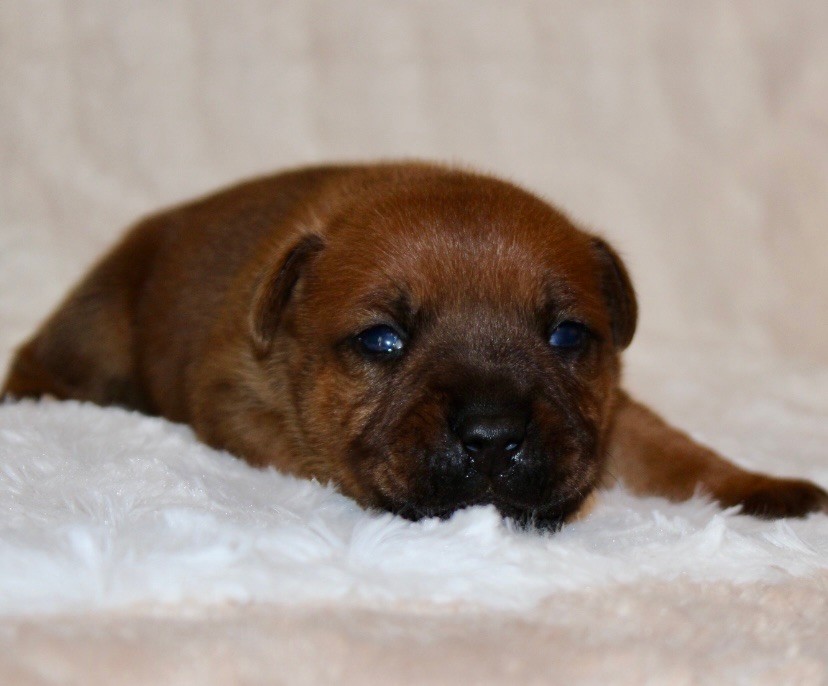 Quality Onde Perfect - Chiots disponibles - Staffordshire Bull Terrier