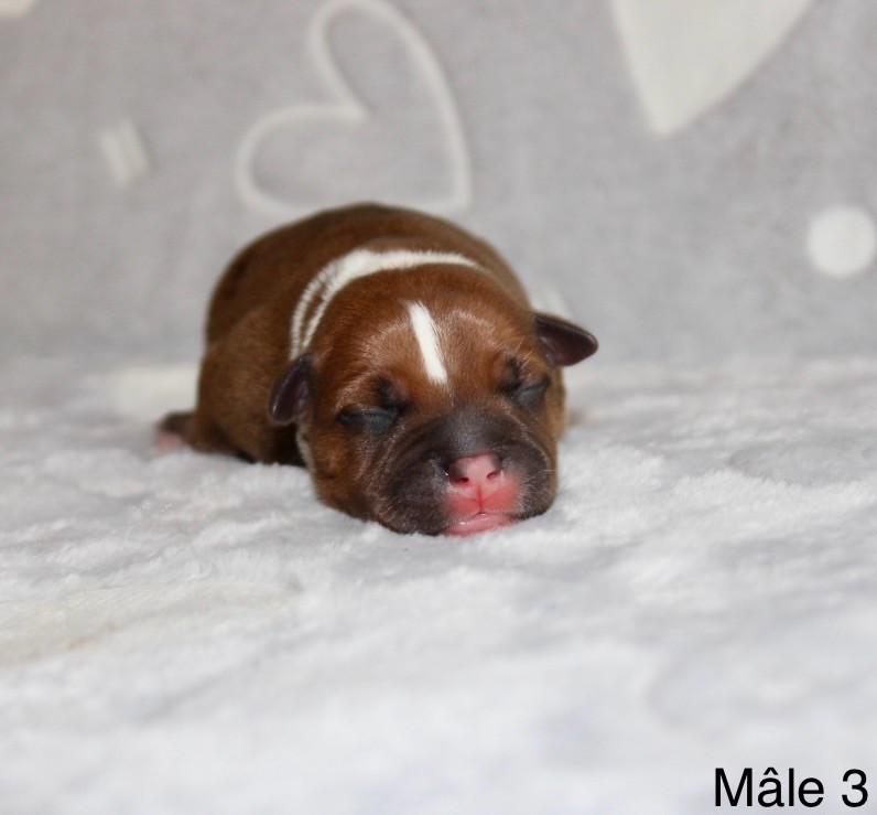 Quality Onde Perfect - Chiots disponibles - Staffordshire Bull Terrier