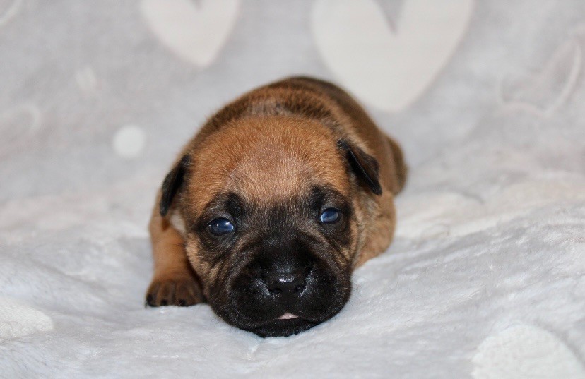 Quality Onde Perfect - Chiots disponibles - Staffordshire Bull Terrier