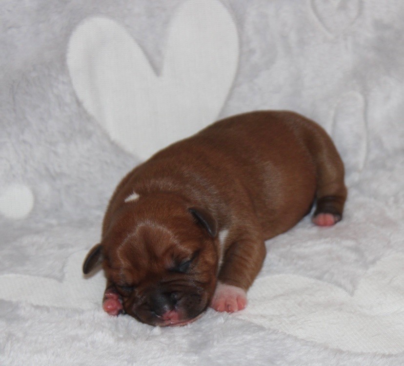 Quality Onde Perfect - Chiots disponibles - Staffordshire Bull Terrier