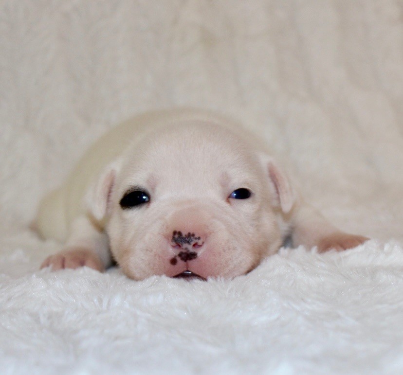 Quality Onde Perfect - Chiots disponibles - Staffordshire Bull Terrier