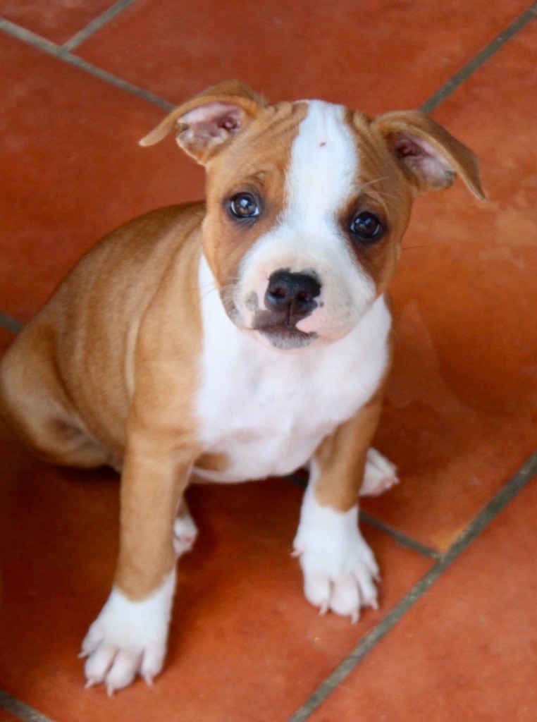 Quality Onde Perfect - Chiots disponibles - Staffordshire Bull Terrier