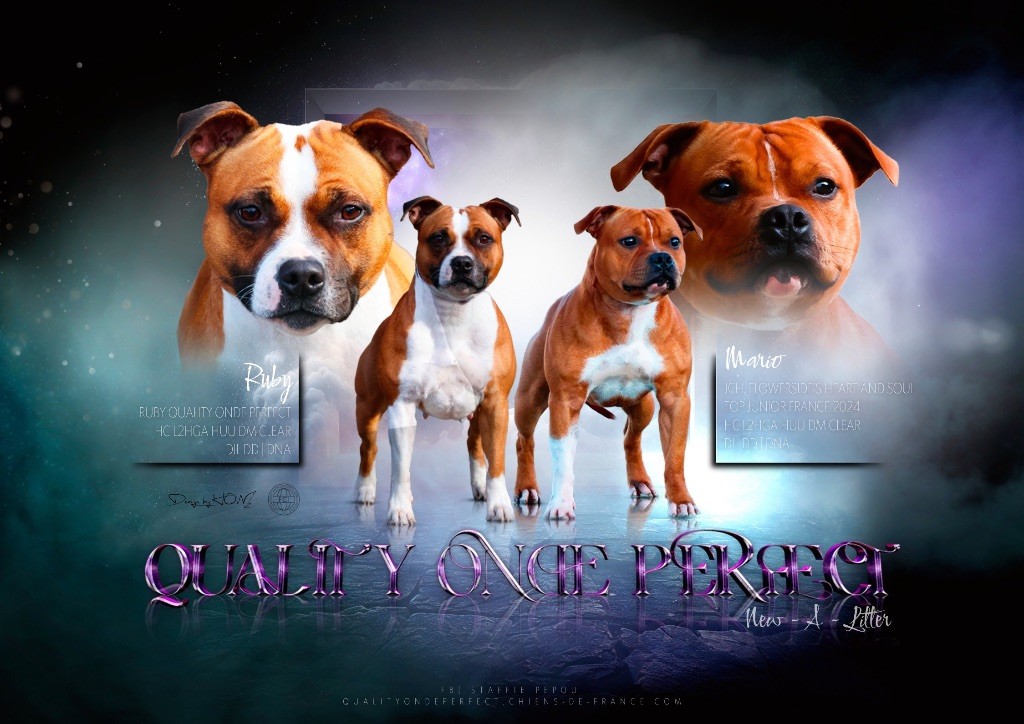 Chiot Staffordshire Bull Terrier Quality Onde Perfect
