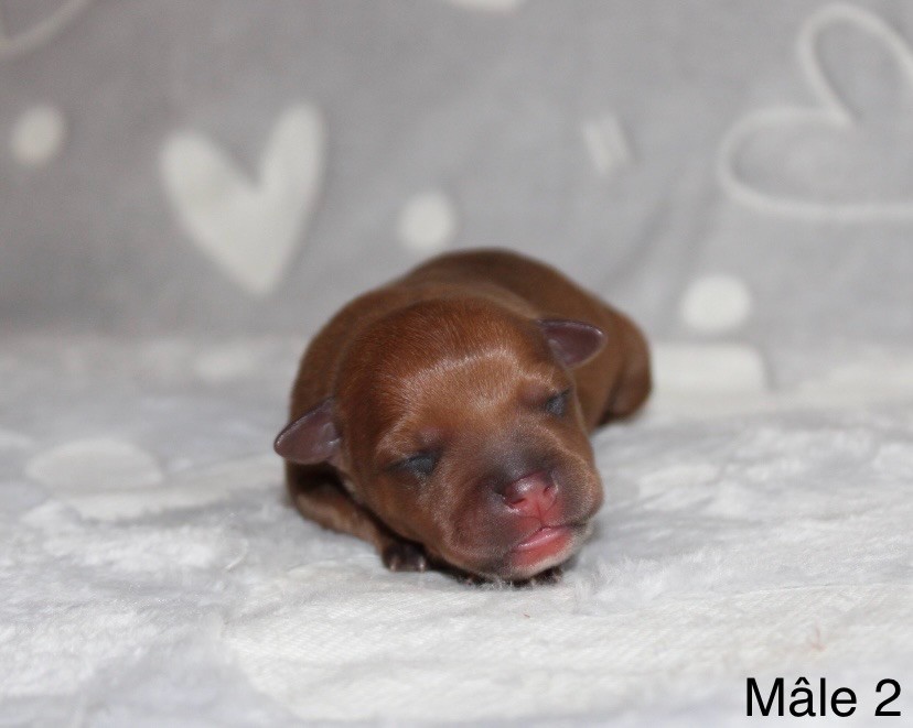 Quality Onde Perfect - Chiots disponibles - Staffordshire Bull Terrier