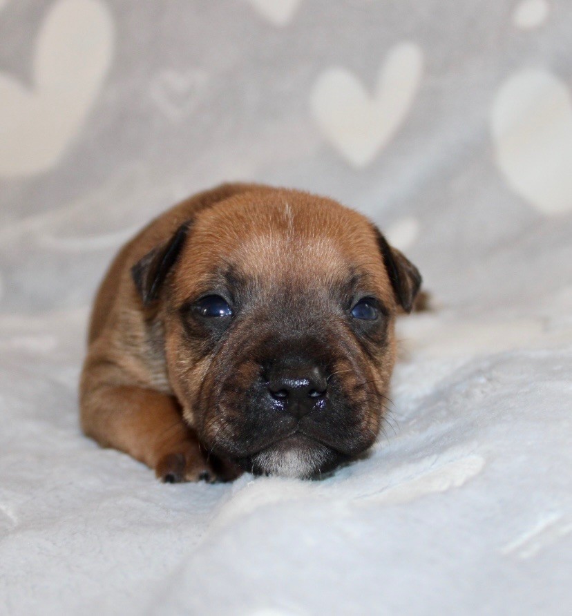 Quality Onde Perfect - Chiots disponibles - Staffordshire Bull Terrier