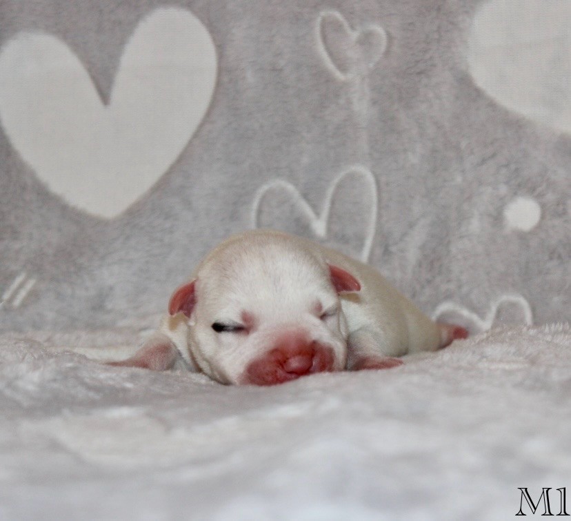 Quality Onde Perfect - Chiots disponibles - Staffordshire Bull Terrier
