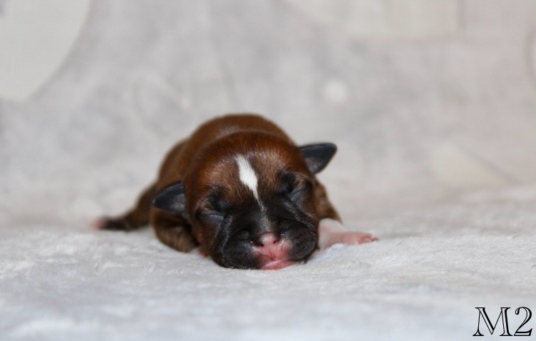 Quality Onde Perfect - Chiots disponibles - Staffordshire Bull Terrier
